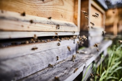 Bee venom is a 'pharmacologically active hive product' with plenty to potentially offer as a skin care ingredient [Getty Images]