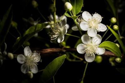 Campomanesia leaves are just one plant extract identified as offering UV protective properties because of an array of active constituents in this part of the plant [Getty Images]