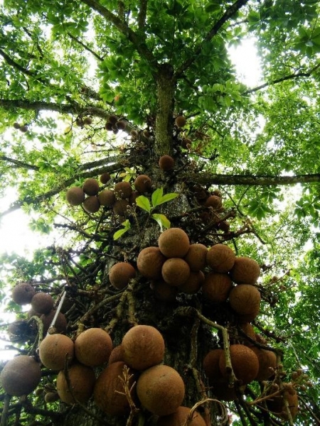 Brazil Tree