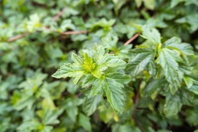 Chinese mugwort essence found to have moisturizing and antioxidant properties © Getty Images