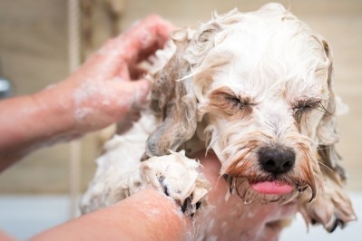 More consumers worldwide have companion animals in today's 'touch deprived' society, and so pet care will continue to rise in importance [Getty Images]