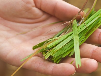 lemongrass © DavorLovicic Getty Images