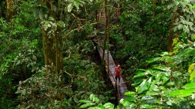 A firm is exploring the use of local rainforest herbs as cosmetic ingredients. [Getty Images]