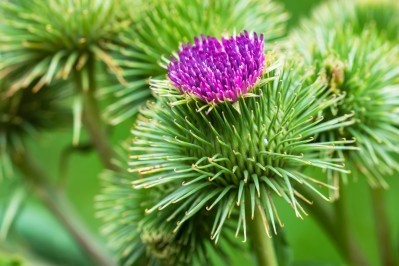 Burdock plant © Dmytro Skrypnykov Getty Images