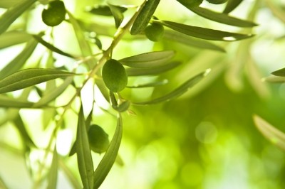 Water extracts from wild and cultivar olive trees in Oman, as well as Greek juniper plants, offer promise in assisting wound healing and hair growth [Getty Images]