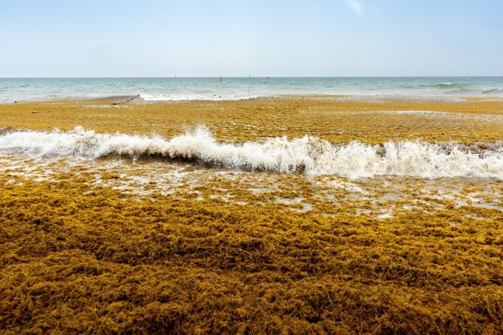 In our interview with Carbonwave Personal Care VP Jeff Yeh, we explore the environmental benefits of cosmetic formulation using SeaBalance 2000, the growing need for innovative uses for seaweed upcycling, and the positive environmental impact of utilizing sustainable ingredients in product formulation. © carlosrojas20 Getty Images