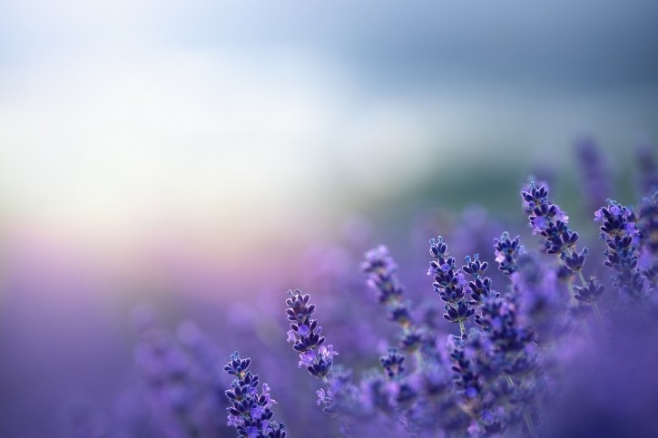 “For the same price of a classical fragrance, clients get an active fragrance boosting the efficacy of the final cosmetic formula,” said Anthony Pegard, Fragrance Innovation Manager at Robertet. © borchee Getty Images