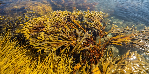 seaweed-600x300px