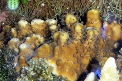 Kose collaborated with Koji Kinjo, an expert in coral cultivation in Okinawa. [iStock]