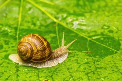 Snail slime © valentinrussanov Getty Images